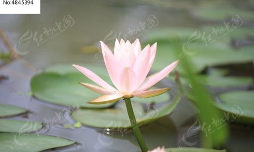 婴儿安药的功效-婴儿安古,中国婴儿安主治网站