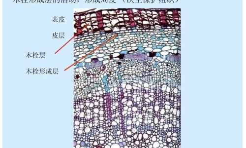 婴儿安药的功效-婴儿安古,中国婴儿安主治网站